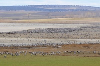 54324 Grus grus (Gru cenerina)